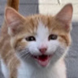 Meet your Posher, Zuri